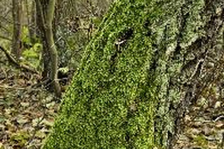Recientemente ha habido un interés en el uso de las agallas de roble como una fuente de pesticida natural.