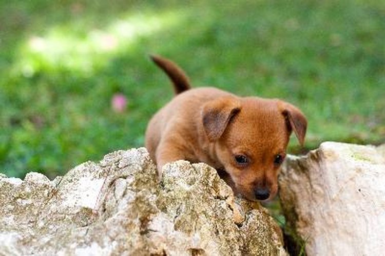 El embarazo canino tiene tres etapas.