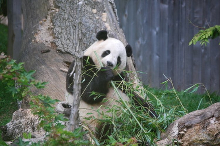 Al principio se pensaba que el oso panda era una especie de mapache.