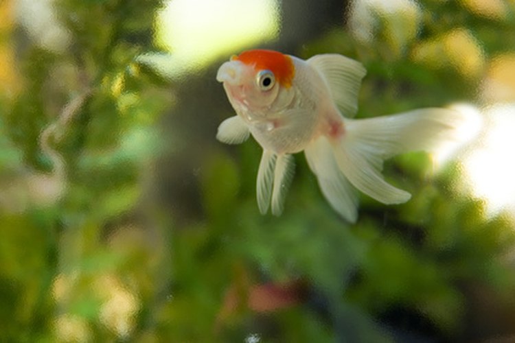 Las plantas vivas proporcionan seguridad a los peces.