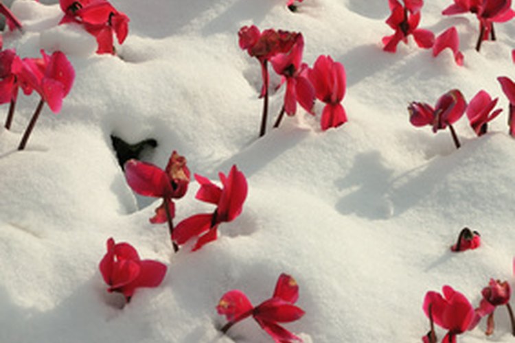 El cyclamen florece incluso através de la nieve pesada.