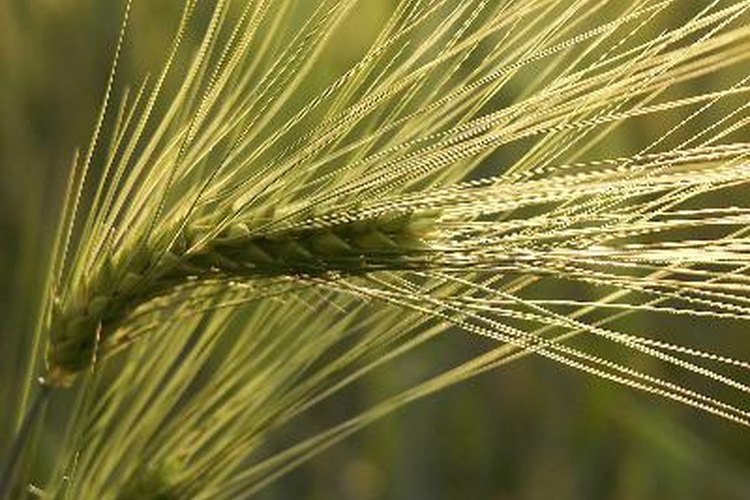 Los cereales, panes y alimentos horneados con Kamut contienen gluten.