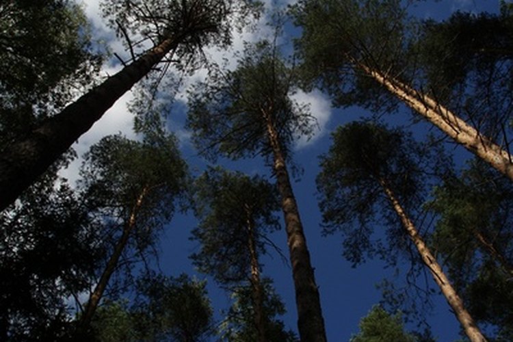Los pinos se desarrollan bien en suelos arenosos.