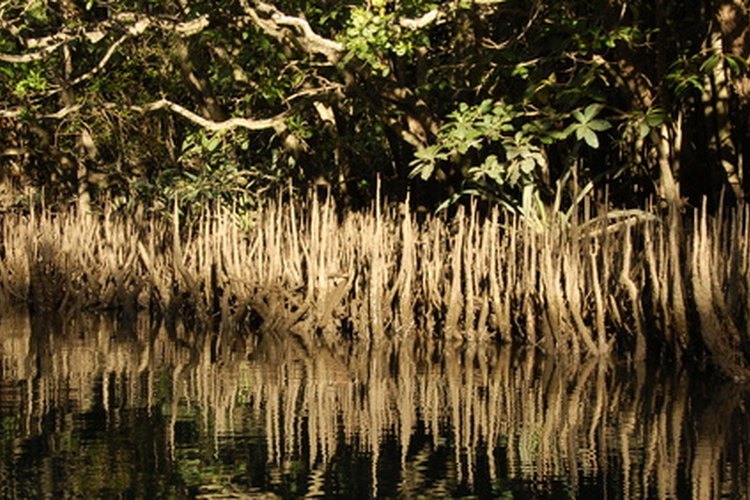 El mangle blanco crece cerca de la costa y en el agua.