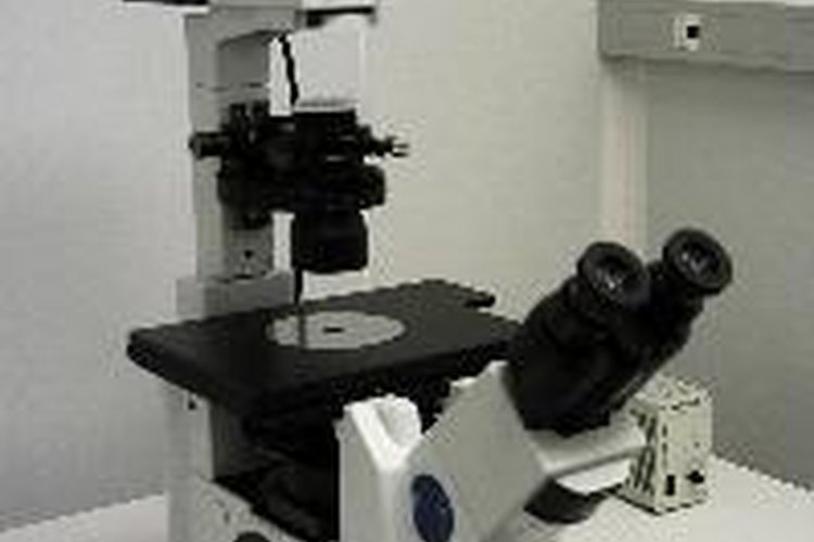 Las células se pueden observar con un microscopio.