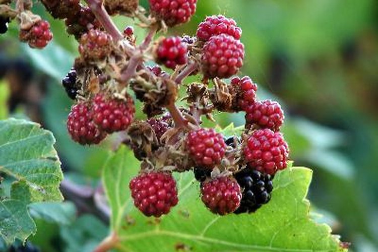 Las moras y las zarzamoras son primas y ambas son deliciosas.