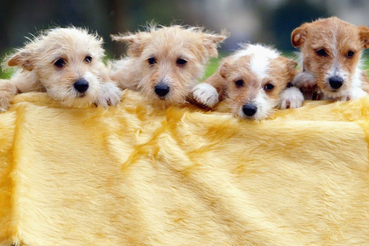 Los Podenco portugués son conocidos por su robustez. y velocidad