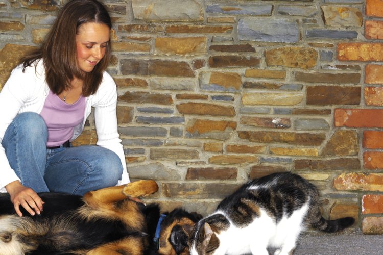 Tanto perros como gatos muestran emociones cuando exponen su barriga a los humanos.
