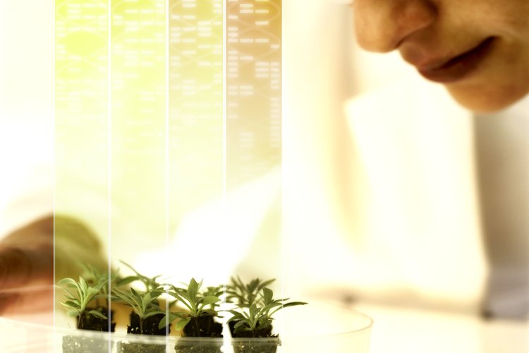 Las unidades de glucosa en las plantas están vinculadas con enlaces lineales.