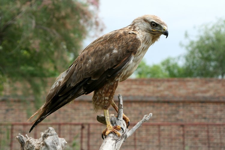 Águila Real en el posadero.