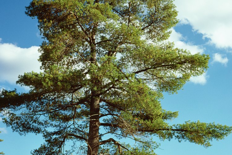 El descortezado de un árbol de pino puede ser físicamente exigente, pero se ahorra el costo de la compra de equipo especializado.