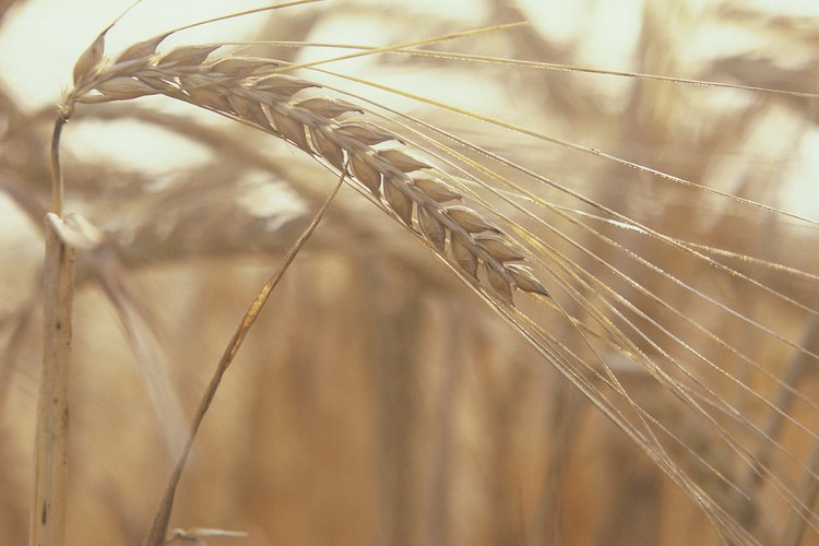 Los cereales de trigo son populares pero controvertidos.