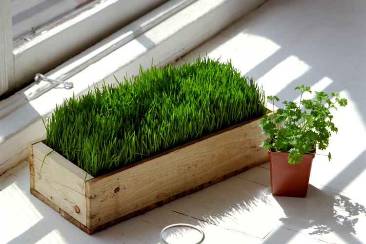 Asegúrate de que tus plantas reciban suficiente luz natural.