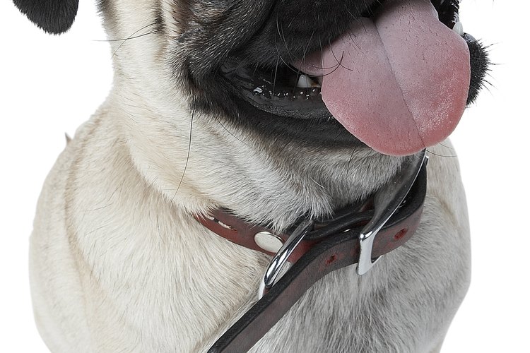 El pug ha estado presente desde hace 400 años d.C. y se ha convertido en una de las razas de perro más populares.