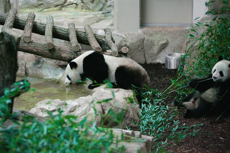 Pandas en un zoológico