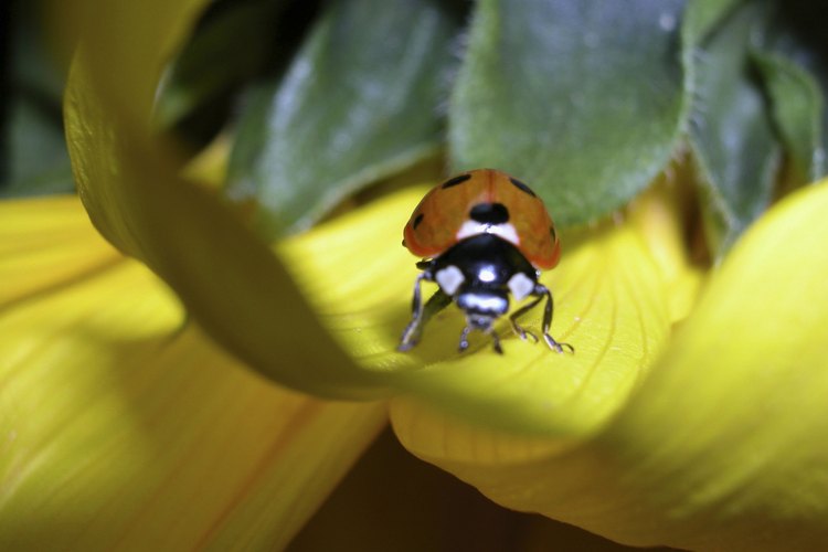 Las mariquitas son uno de los insectos más beneficiosos para tu jardín.
