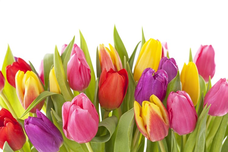 Cuidado de los tulipanes.