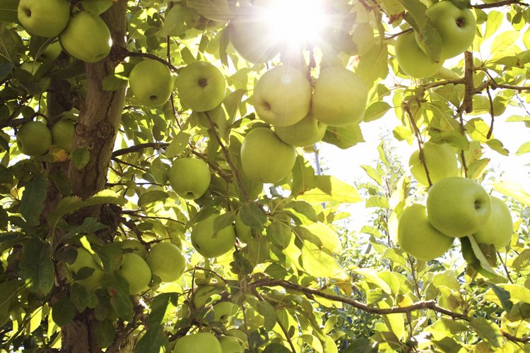La taxonomía de la manzana varía mucho de un autor a otro y este árbol puede hacer referencia a una serie de géneros adicionales y nombres de especies.