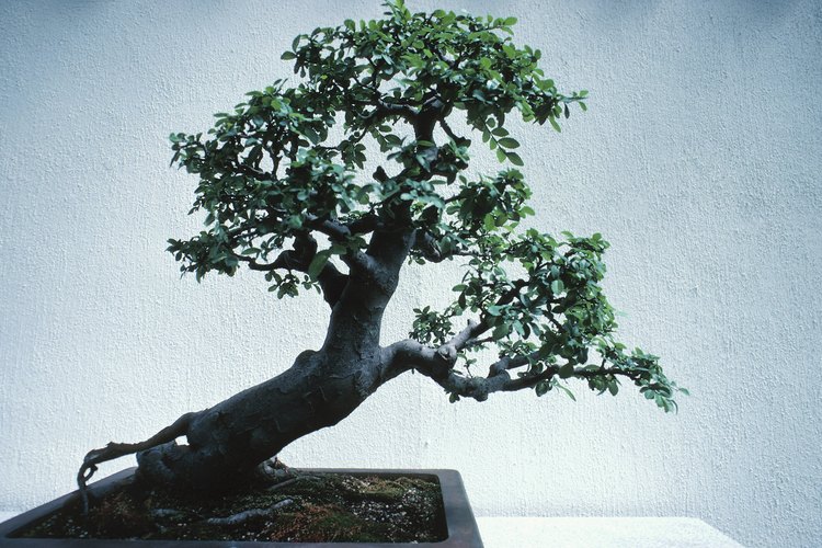 Puede tomar más de una década conseguir el aspecto adecuado de tu bonsai.
