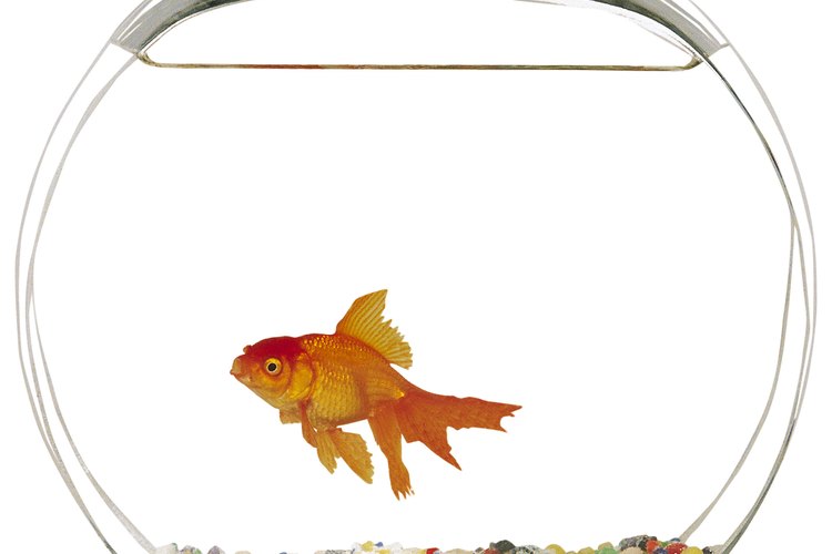 El pez Betta, también conocido como pez luchador siamés, es una criatura solitaria que prefiere vivir sola.