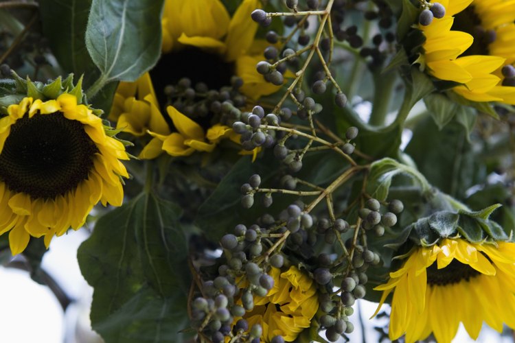 Preserva tus girasoles en un ramillete.