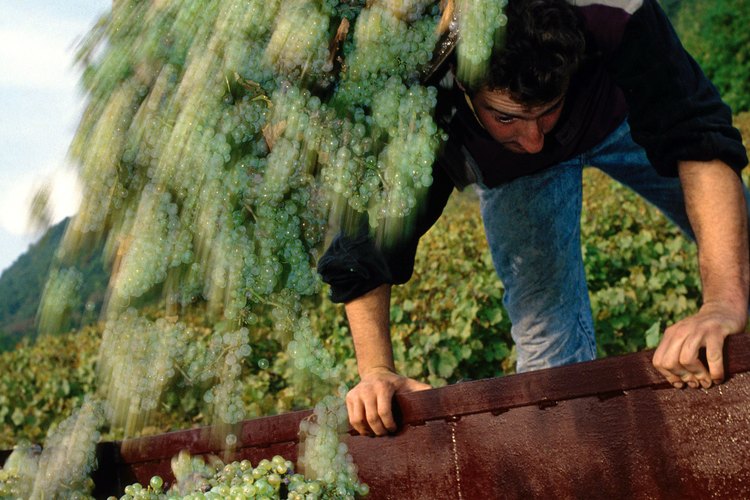 Las fiestas de la vendimia son las más tradicionales del campo chileno.
