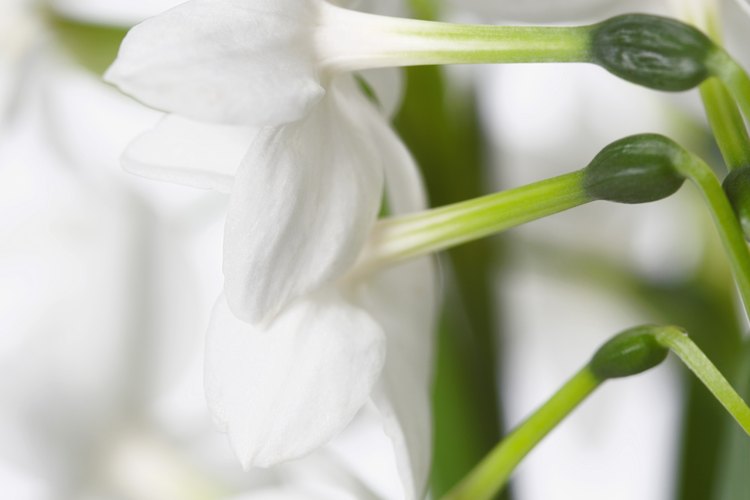 Los narcisos blancos perfuman una habitación con su fragancia cuando crecen en interiores.