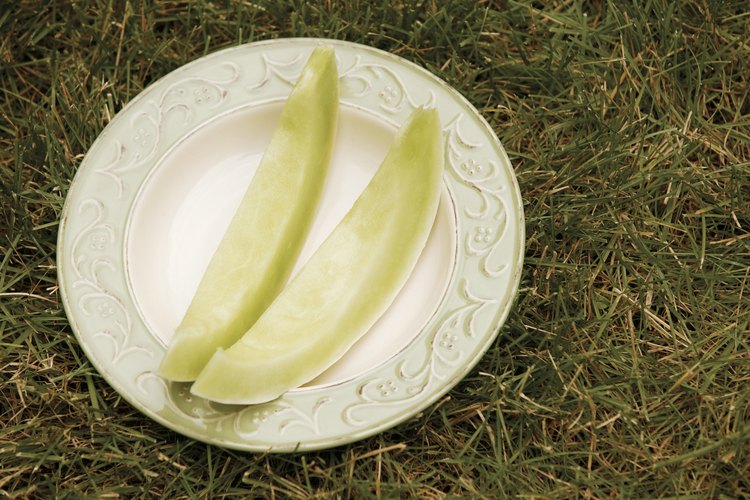 Cosecha los melones dulces de forma adecuada para disfrutar esta fruta dulce y jugosa.