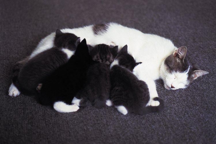 Puedes preparar un sustituto de la leche para gatitos recien nacidos que no puedan recibir alimento de su madre.