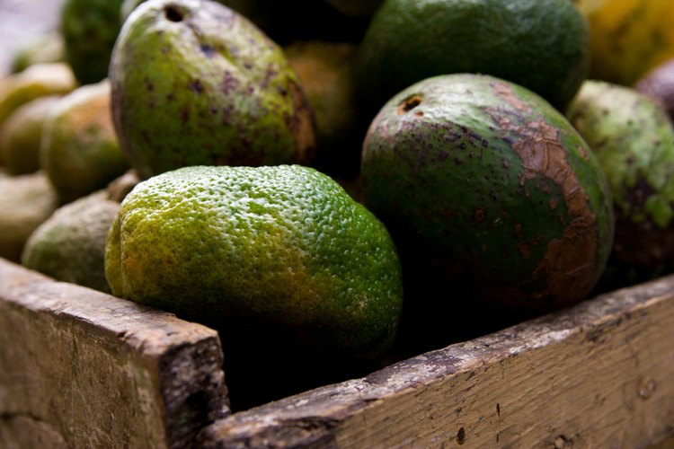 La mayoría de los aguacates no crecen en verdad desde la semilla.