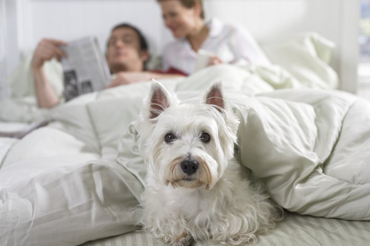 Un West Highland Terrier blanco.