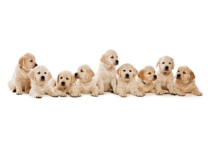 Los perros por lo general no tienen problemas para parir una camada, pero debes saber cómo ayudar a la madre.