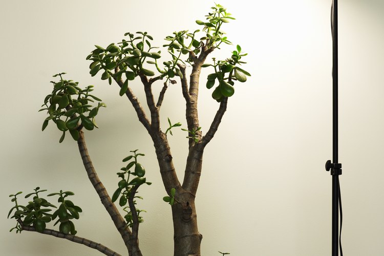 Cualquier esqueje con hojas puede producir una nueva y frondosa planta jade.