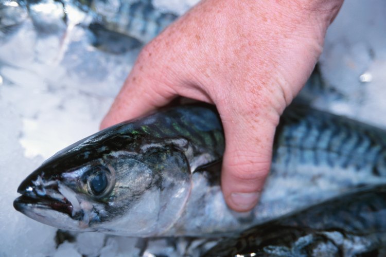 El pescado más frsco se congela en el barco inmediatamente después de pescarlo.