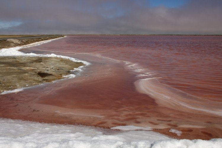Las mareas rojas se producen a causa de un subproducto tóxico que se libera por el crecimiento excesivo de las algas marinas.