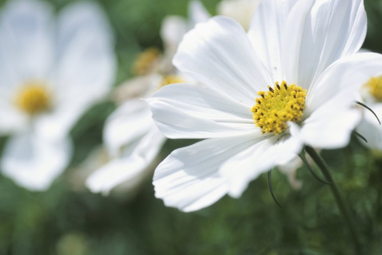 La principal diferencia entre las plantas que florecen y las que no, es su forma de reproducción.