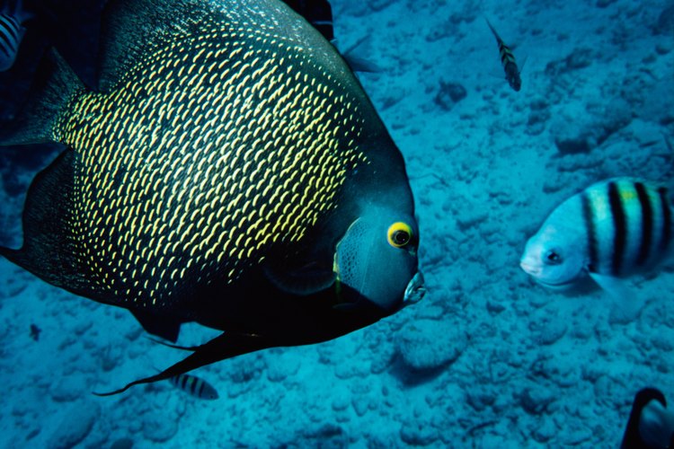 El pez ángel francés es uno de los peces ángel de agua salada más comunes para acuario.