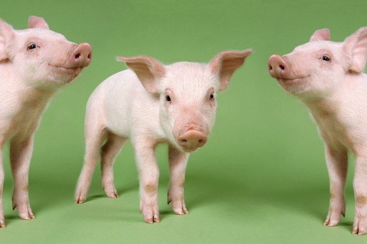 Un cerdo miniatura requerirá tu constante cuidado y atención durante su primera semana de vida.