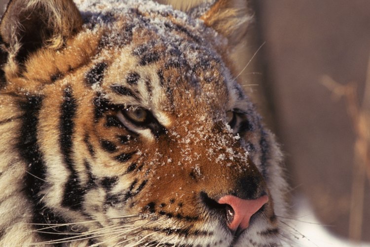 El tigre de Siberia está en gran peligro debido a la caza furtiva.