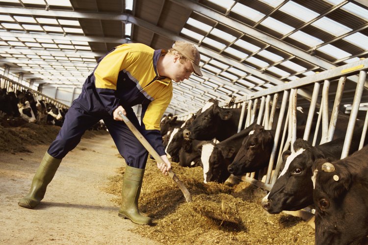 Un granjero que ordeña a las vacas lecheras, además de cultivar trigo requiere más equipo.