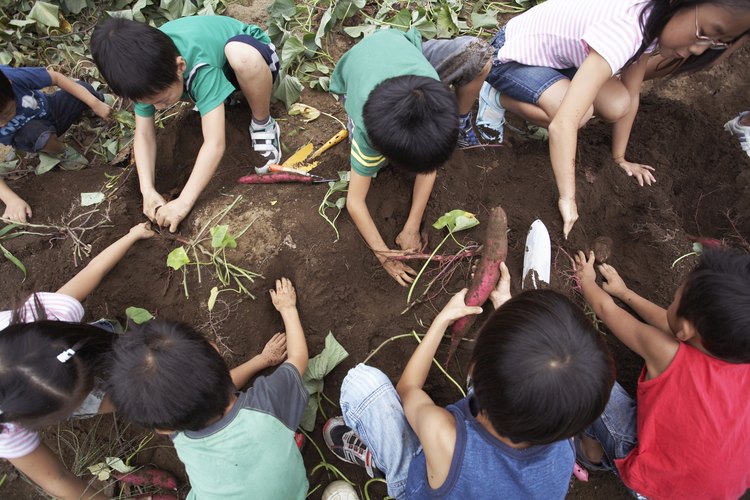 Las plantas necesitan tierra blanda para que puedan crecer.