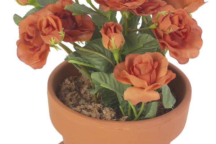 Las rosas están sujetas a una variedad de enfermedades causadas por hongos.