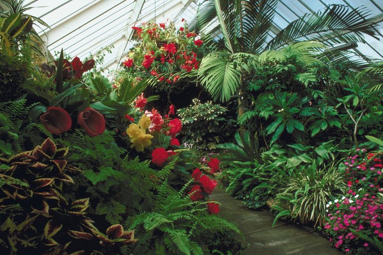 Este vivero ofrece 69 variedades de árboles frutales tropicales.