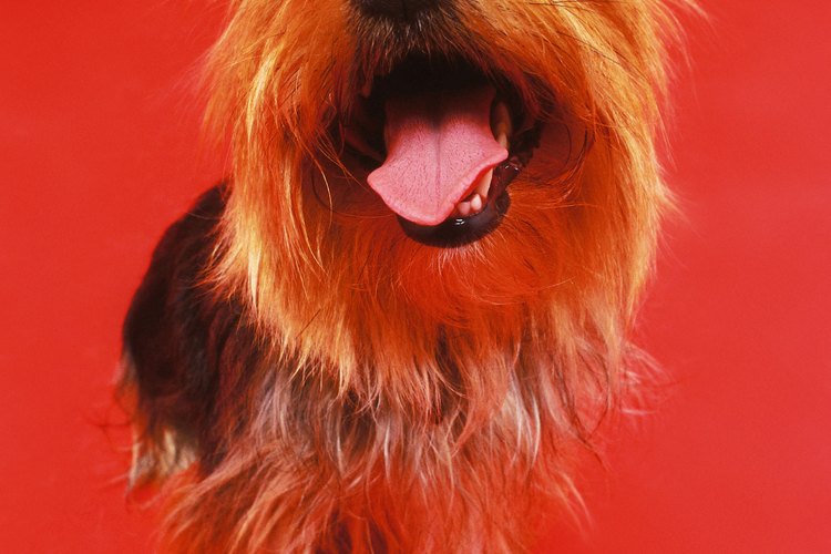 Un Yorkie con dientes que apenas le crecen tiende a tener orejas caídas.