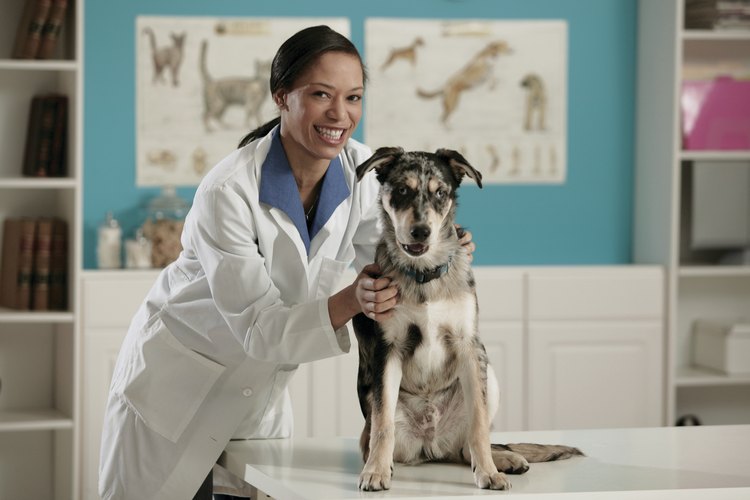 Consulta a tu veterinario.