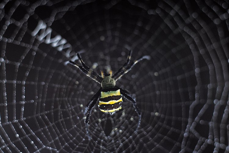 Vuelve adentro y analiza con los niños los insectos que conocen que son peligrosos.