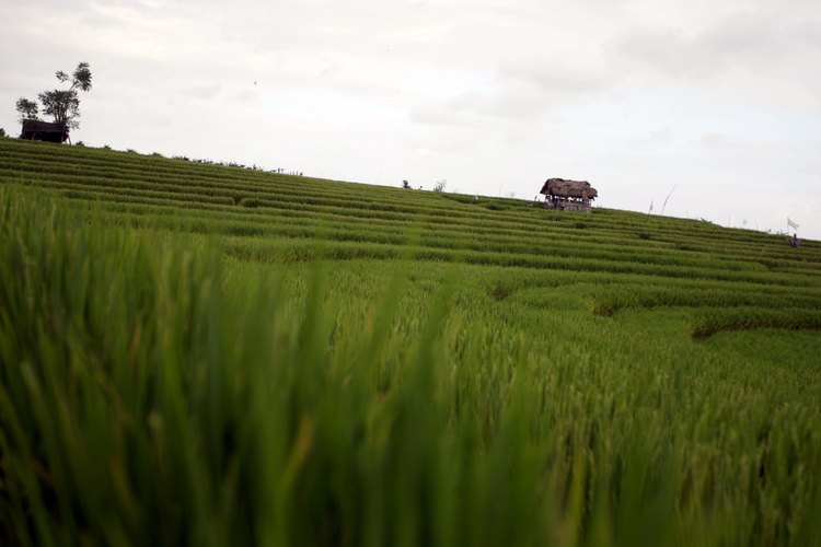 Cruza alrededor de los campos de arroz extendidos por todo el centro de Bali.