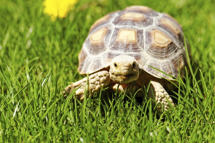 Tortuga sobre el césped.