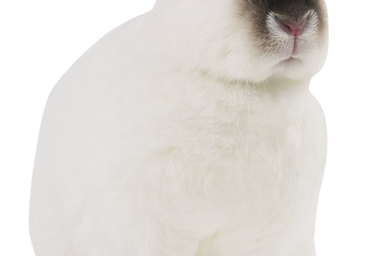 Incluso los veterinarios tienen dificultades para determinar la edad de un conejo.
