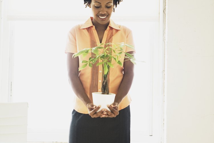 El ficus es una planta de interior fácil de cultivar.